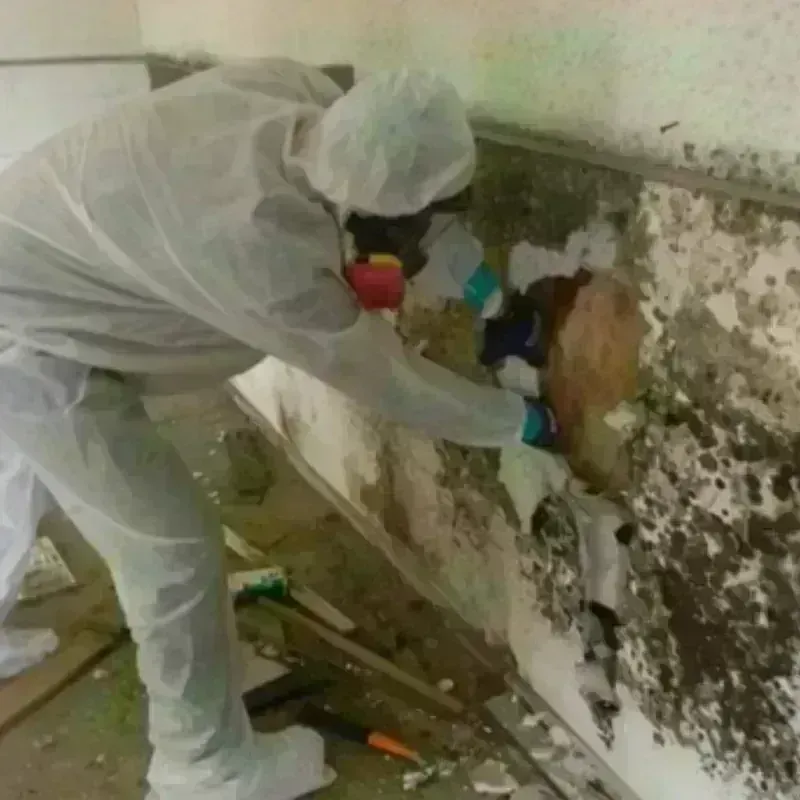 Mold Remediation and Removal in Daleville, IN